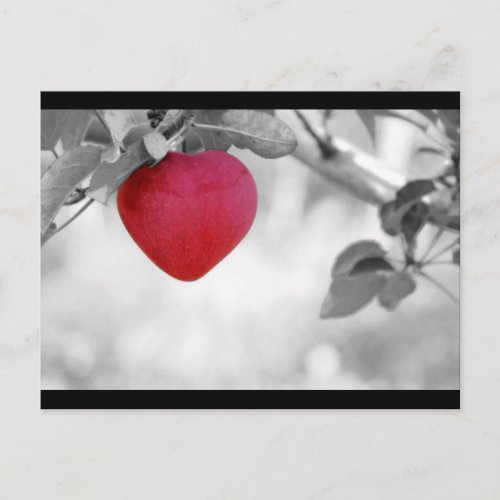 Dramatic Red Heart Shaped Apple Postcard