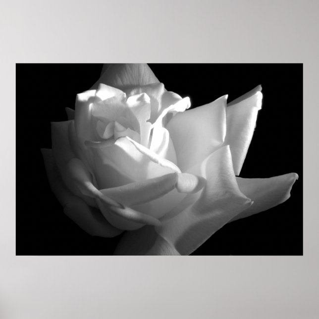 Dramatic Rose Print (Front)