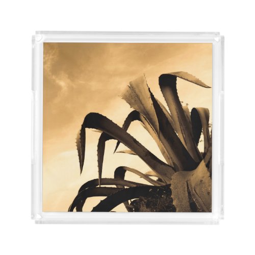 Dramatic Sepia Aloe Cactus Plant Acrylic Tray