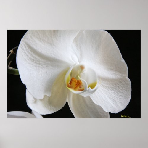 Dramatic Single White Orchid Blossom on Black Poster