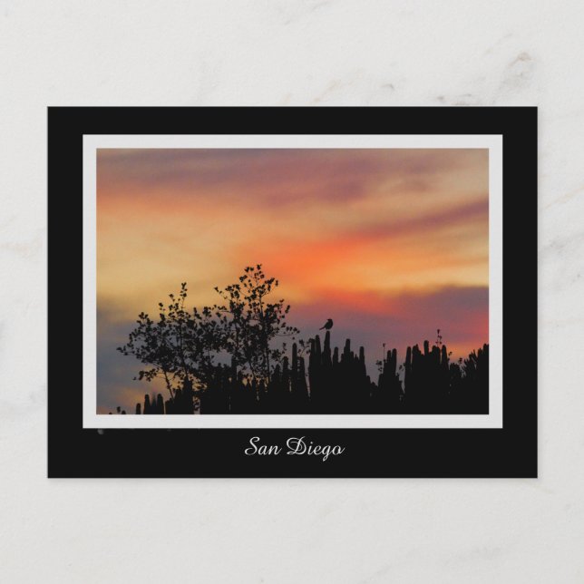 Dramatic Sunset Bird San Diego Pink Orange Postcard (Front)