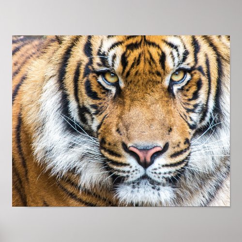 Dramatic Tiger Face Poster