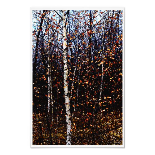 Dramatic White Birch Tree Colourful Fall Leaves Photo Print