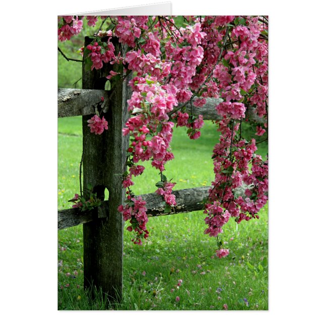 Draping Dogwood Birthday Greeting Card (Front)