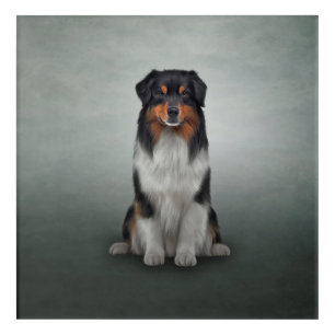 Drawing Dog breed Australian Shepherd Acrylic Print