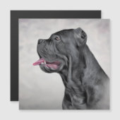 Drawing dog Cane Corso - Italian Mastiff 12 (Front/Back)