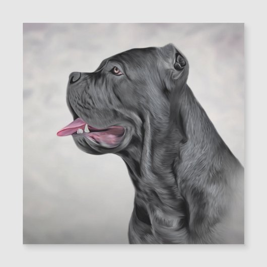 Drawing dog Cane Corso - Italian Mastiff 12 (Front)
