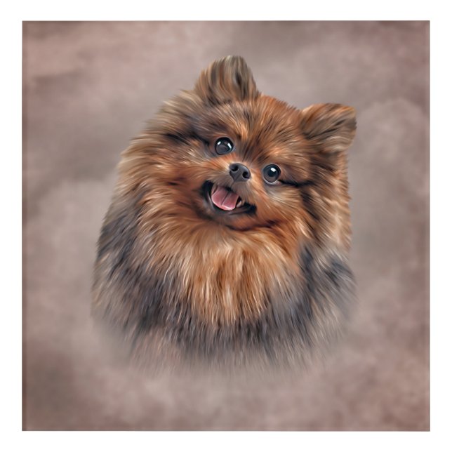 Drawing Dog Pomeranian Spitz Acrylic Print (Front)