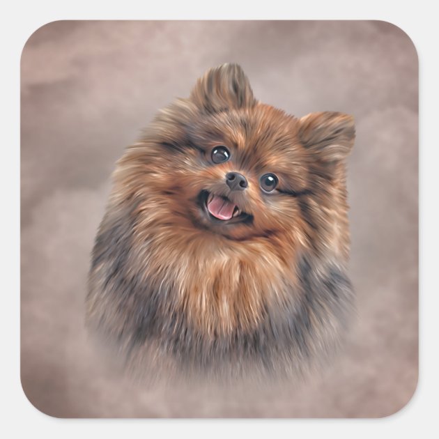 Square pomeranian 2024