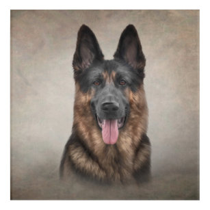 Drawing German Shepherd Dog Acrylic Print