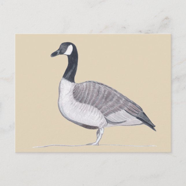 Drawing of Goose Standing on Sand Postcards (Front)