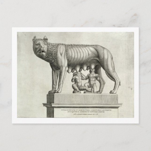 Drawing of the Etruscan bronze of the she-wolf suc Postcard (Front)