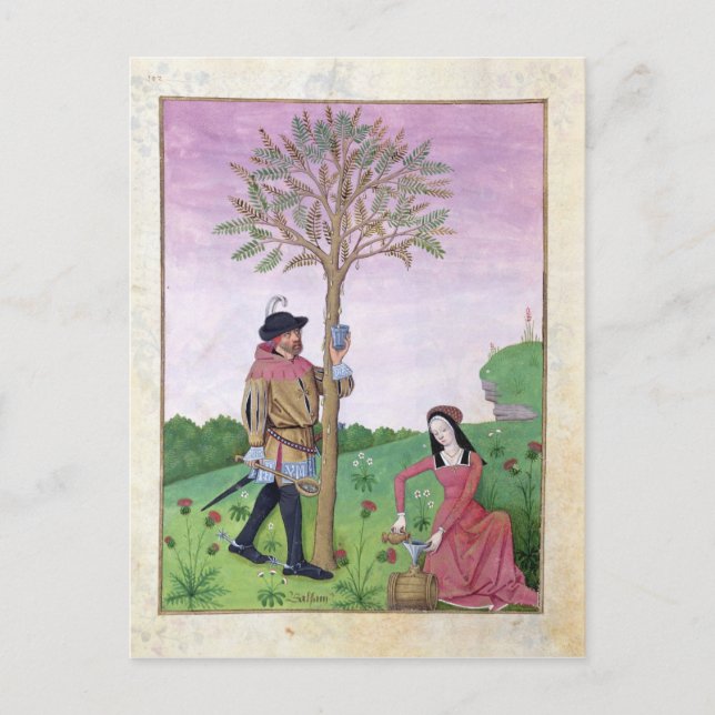 Drawing sap from a tree postcard (Front)