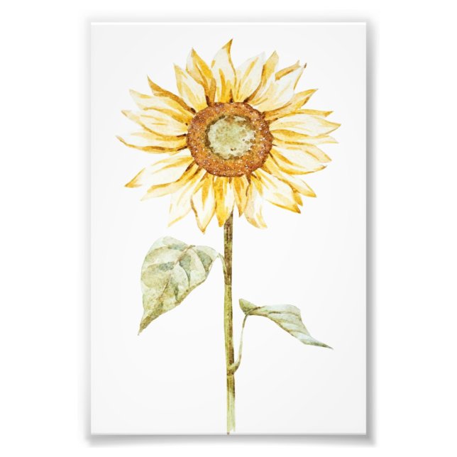 Drawing Sunflower - Vintage Funny Birthday Gift Photo Print (Front)