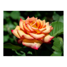 Dream Come True Rose