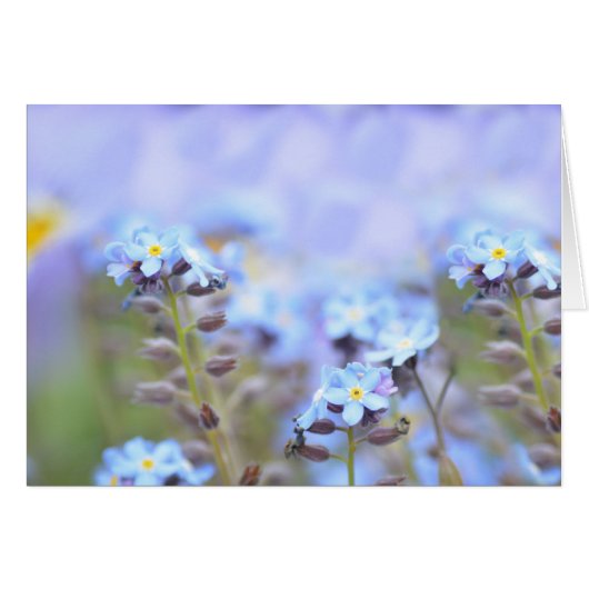 Dream in Blue Cards (Front Horizontal)