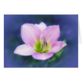 Dream Lily (Front Horizontal)