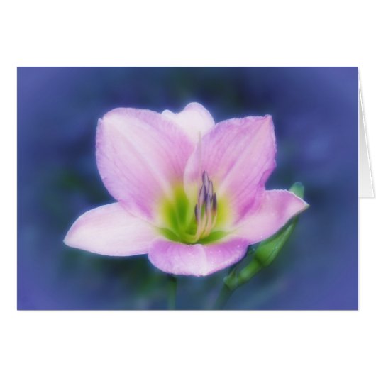 Dream Lily Cards (Front Horizontal)