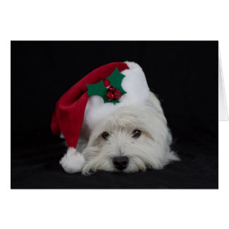 Westie Christmas Cards - Invitations, Greeting & Photo Cards | Zazzle