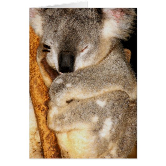 Dreaming Koala Cards (Front)