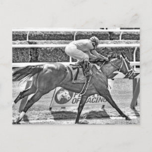 Dreaming of Julia- 2 year old filly Champion Postcard