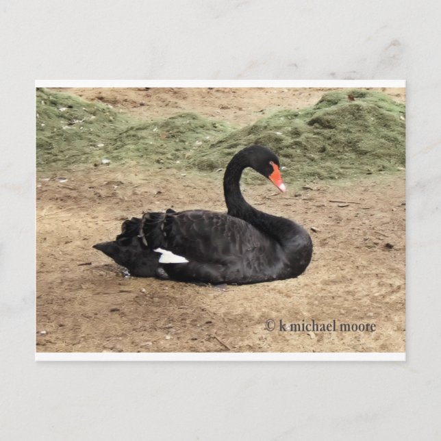 Dreaming the Sea Postcard (Front)