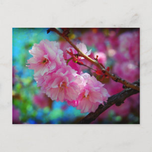 Dreamland, Cherry blossom in Korea Postcard