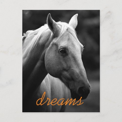 Dreams Motivational Black  White Horse Head Postcard
