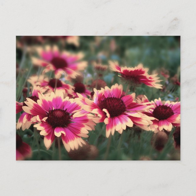 Dreamy Blanket Flowers Postcard (Front)