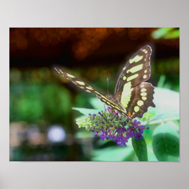 Dreamy Butterfly On Flower Nature Poster (Front)