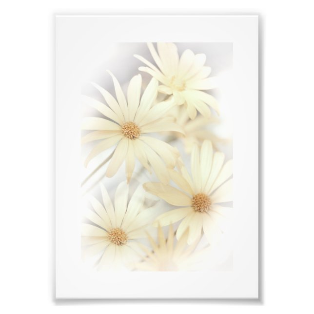 Dreamy Daisies 2 Photo Print (Front)