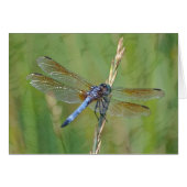 Dreamy Dragonfly (Front Horizontal)