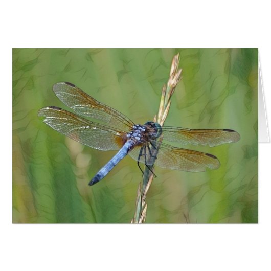 Dreamy Dragonfly Cards (Front Horizontal)
