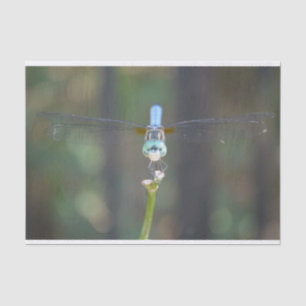 Dreamy Dragonfly tissue paper