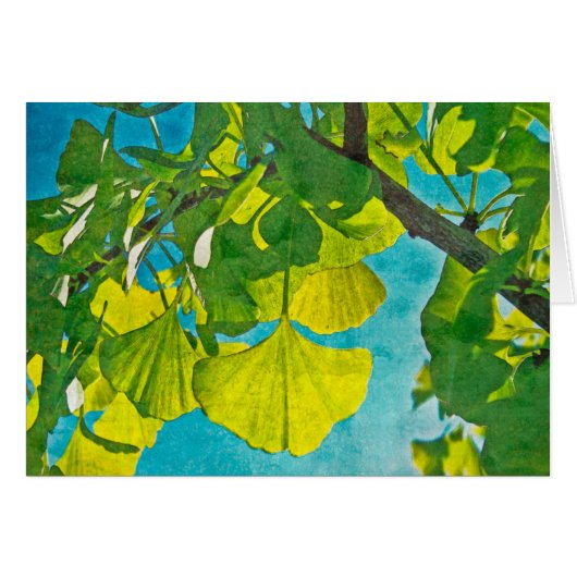 Dreamy Fans (Front Horizontal)