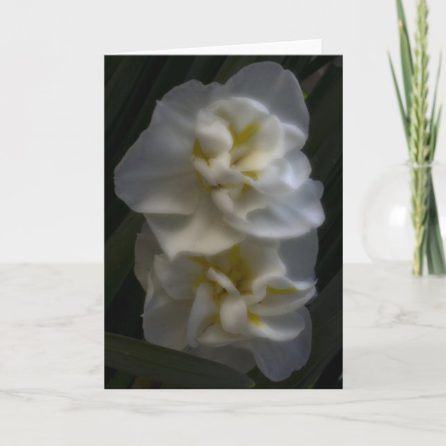 Dreamy Narcissus Daffodils Card (Front)