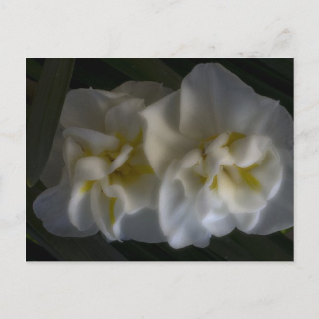 Dreamy Narcissus Daffodils Postcard (Front)