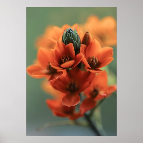 Dreamy Orange Chincherinchee Flowers Poster