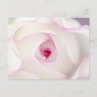 Dreamy rose postcard