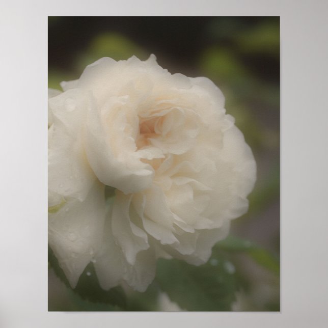 Dreamy White Rose Flower  Poster (Front)