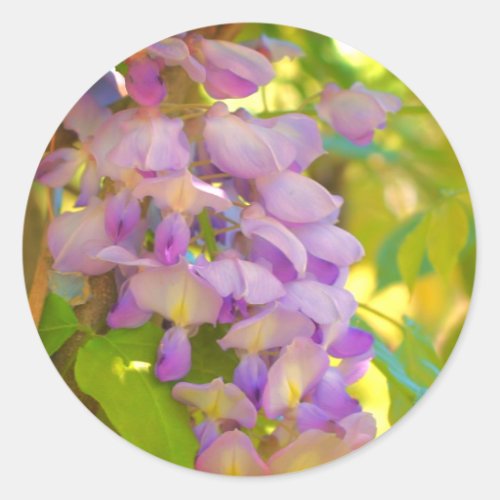 Dreamy Wisteria Flower  Classic Round Sticker