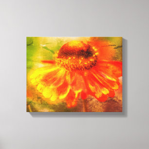 Dreamy Zinnia Flower Distressed  Canvas Print
