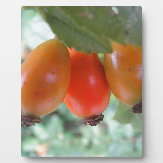 Drei orange Hagebutten Plaque (Front)