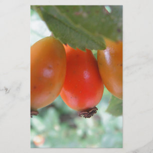 Drei orange Hagebutten Stationery
