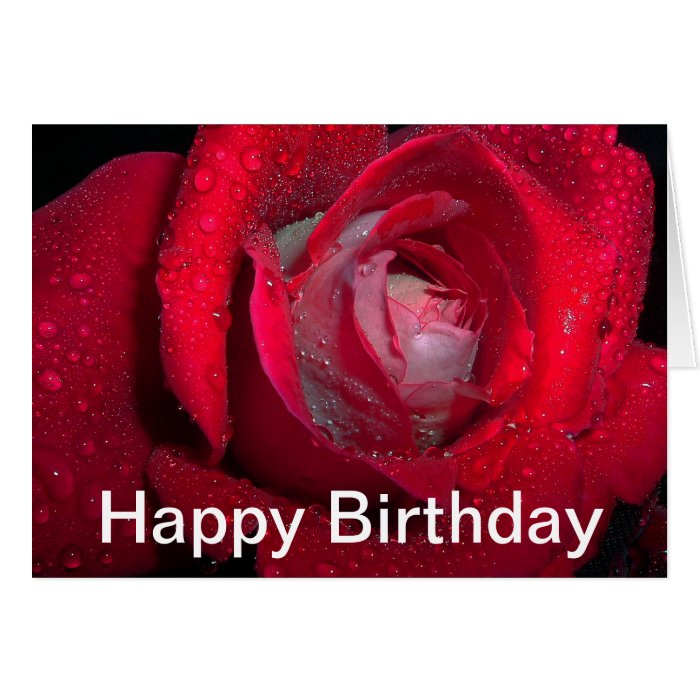 drenched beauty   red rose birthday card