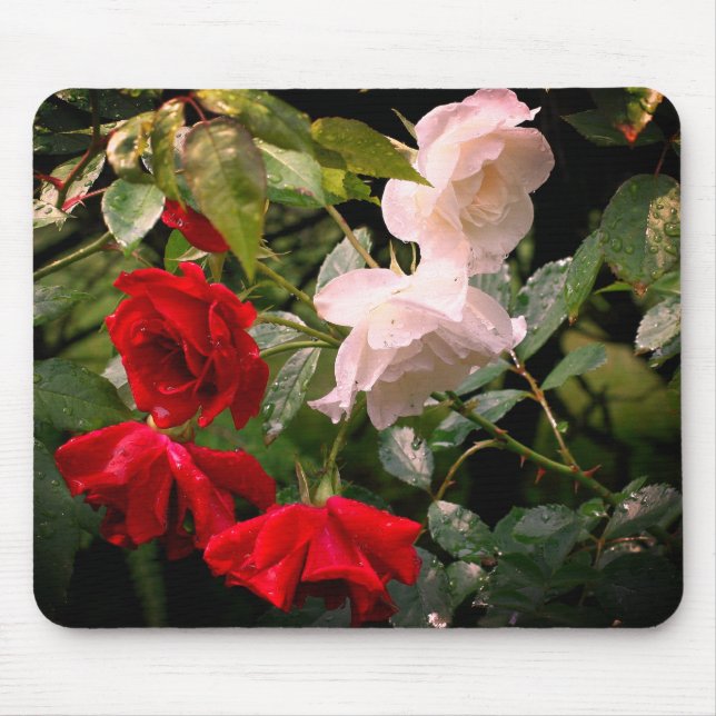 Drenched Roses Flower  Mouse Pad (Front)