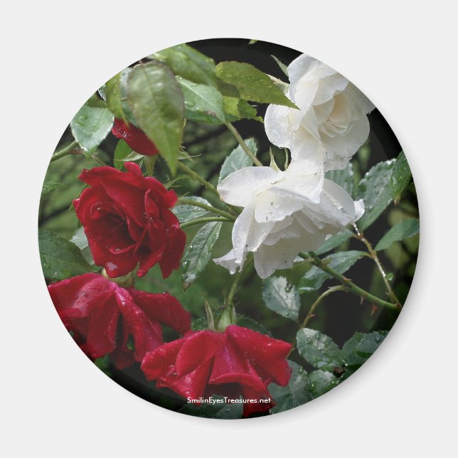 Drenched Roses Flower Photography Magnet (Front)