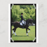 Dressage Horse Show Rider on Postcard