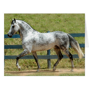 Dressage Show Horse Cards