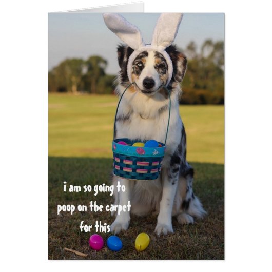 Dressed Up Dog Easter Bunny Australin Sheperd Cards (Front)